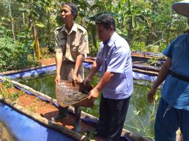 KELOMPOK PERIKANAN MINO MAJU DESA WATUSIGAR PANAN LELE